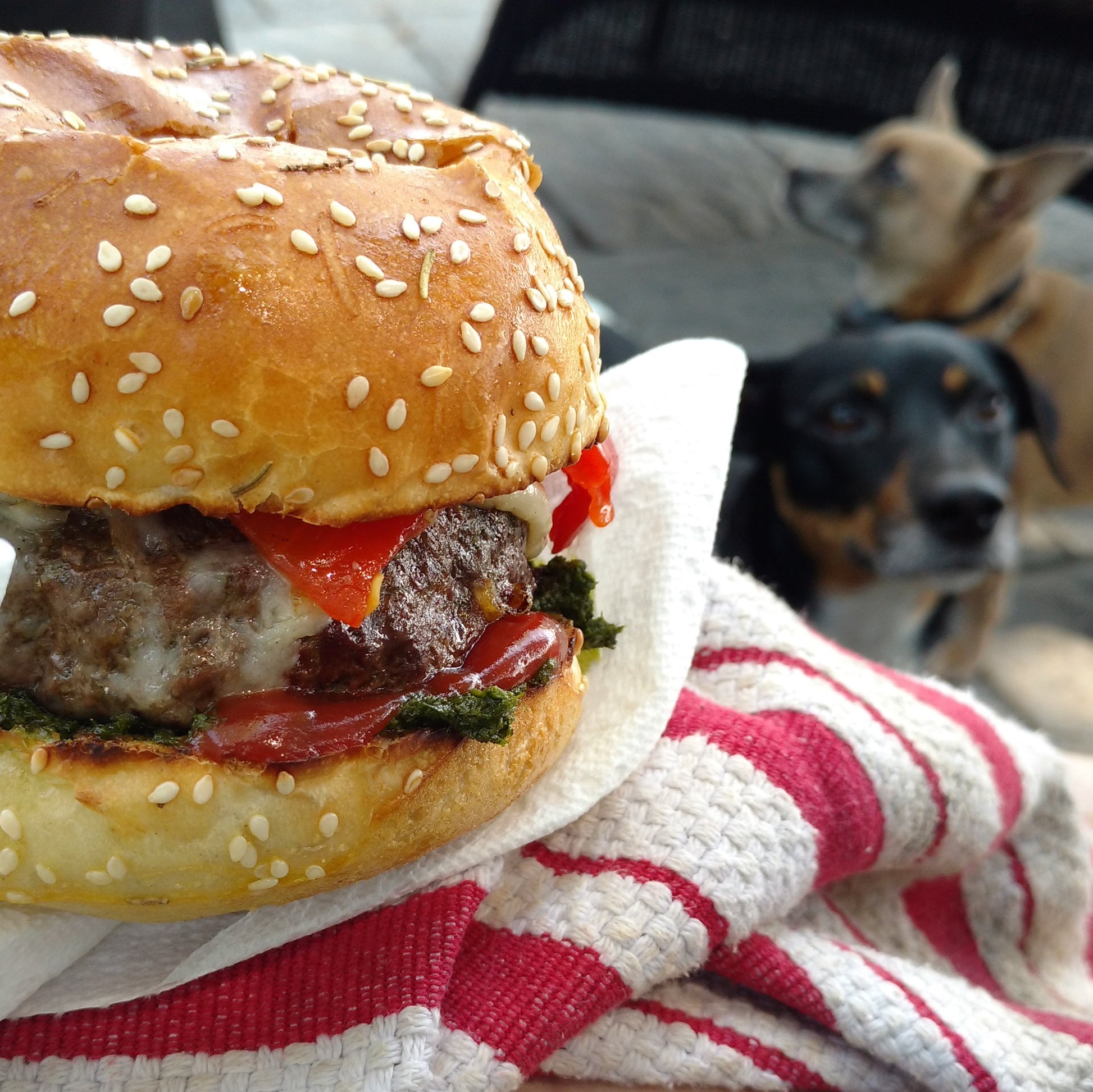 partial shot of burger on a sesame bun with ketchup, cheese & red pepper on a papertowel and red & white stripped dish towel,  with a jack russell slightly out of focus looking on 